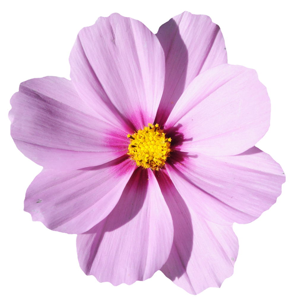 “Elegant Pink Cosmos Flower with Yellow Center on Transparent Background” Wallpaper