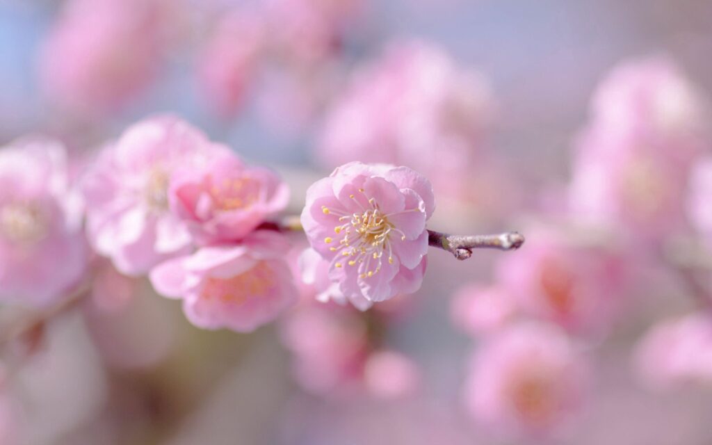 Delicate Pink Flower Wallpaper: Dreamy Springtime Background