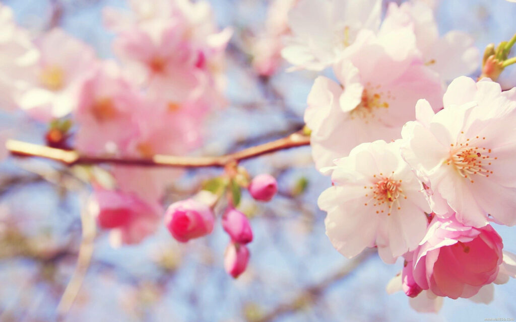 Delicate Pink Flower Wallpaper: Serene Spring Blossoms Background