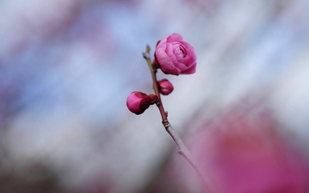 Delicate Pink Flower Bloom with Buds - Soft Wallpaper Background