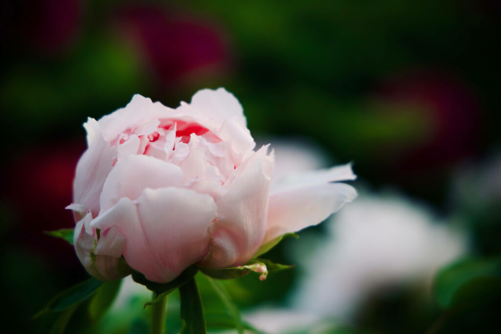 Graceful Pink Flower Against Lush Greenery: Nature's Beauty Unveiled Wallpaper