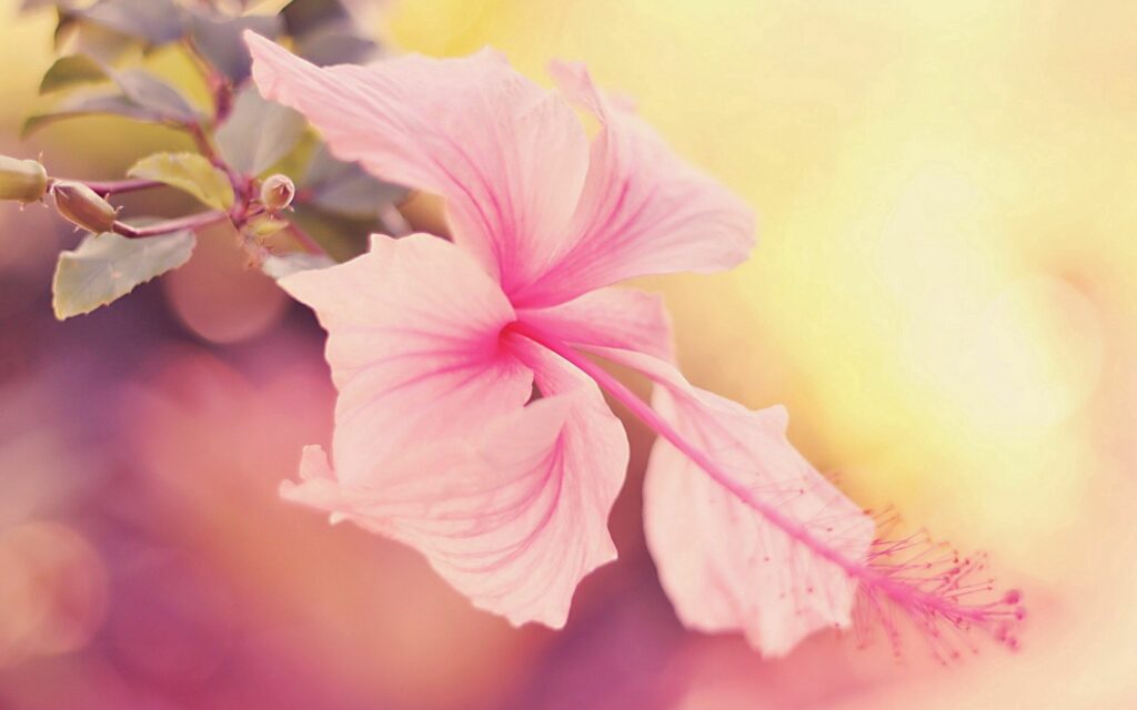 Serene Pink Flower Blooms in Warm Light - Wallpaper Background