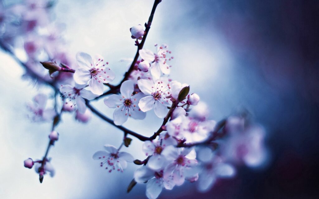 Delicate Pink Flower Wallpaper on Soft Blue Blurred Background
