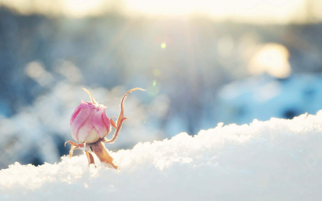 Delicate Pink Flower Bud Emerging from Snowy Winter Wonderland Wallpaper