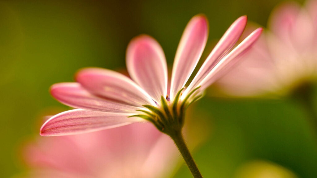 Delicate Pink Flower Close-Up: Nature's Beauty Wallpaper Background