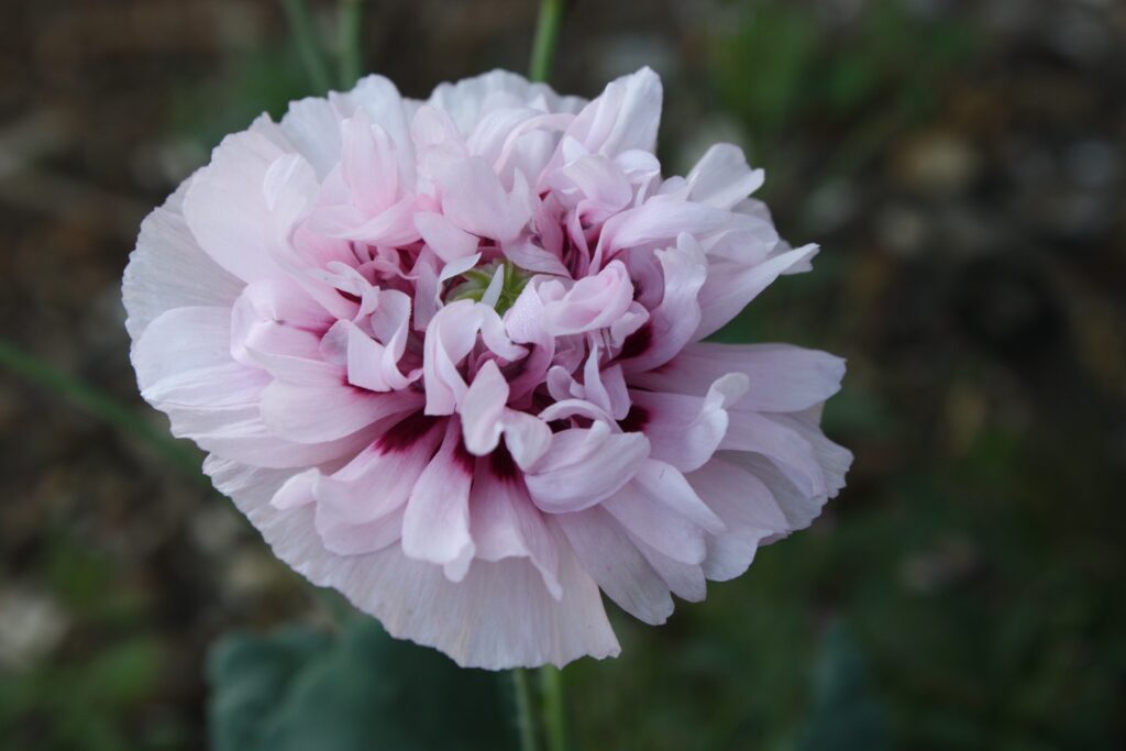 Close-Up of Delicate Pink Flower in Bloom with Blurred Background Wallpaper