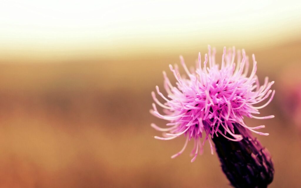 Delicate Pink Flower in Bloom - Soft Blur Wallpaper Background