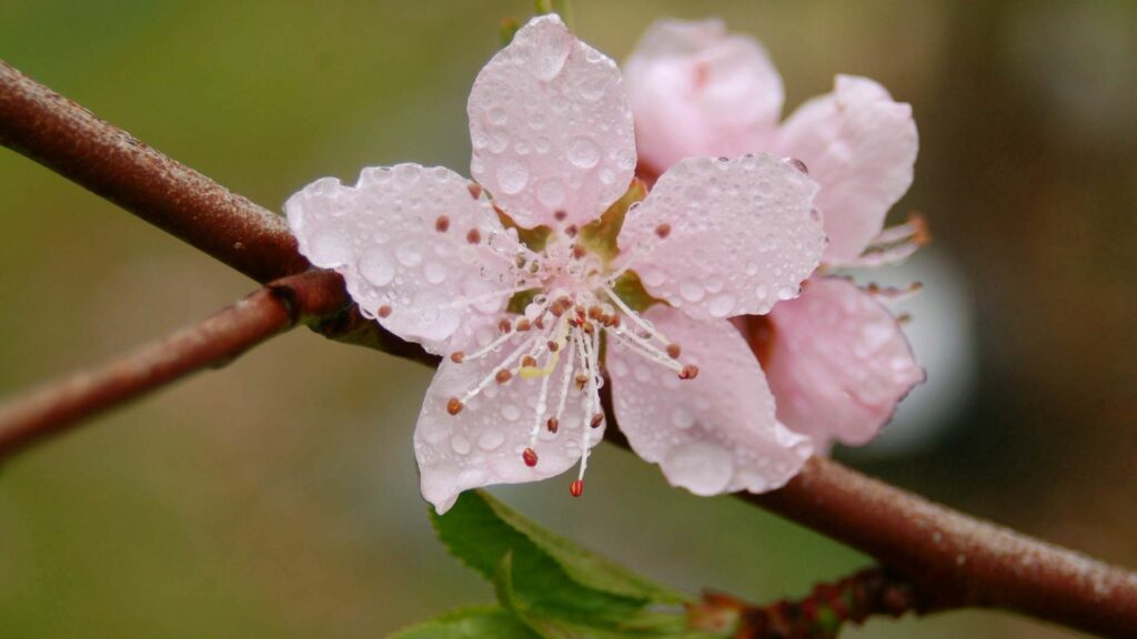 Close-Up of Pink Flower with Water Droplets - Elegant Wallpaper Background