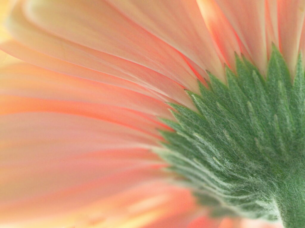 Vibrant Pink Flower Close-Up: Intricate Texture Wallpaper Background
