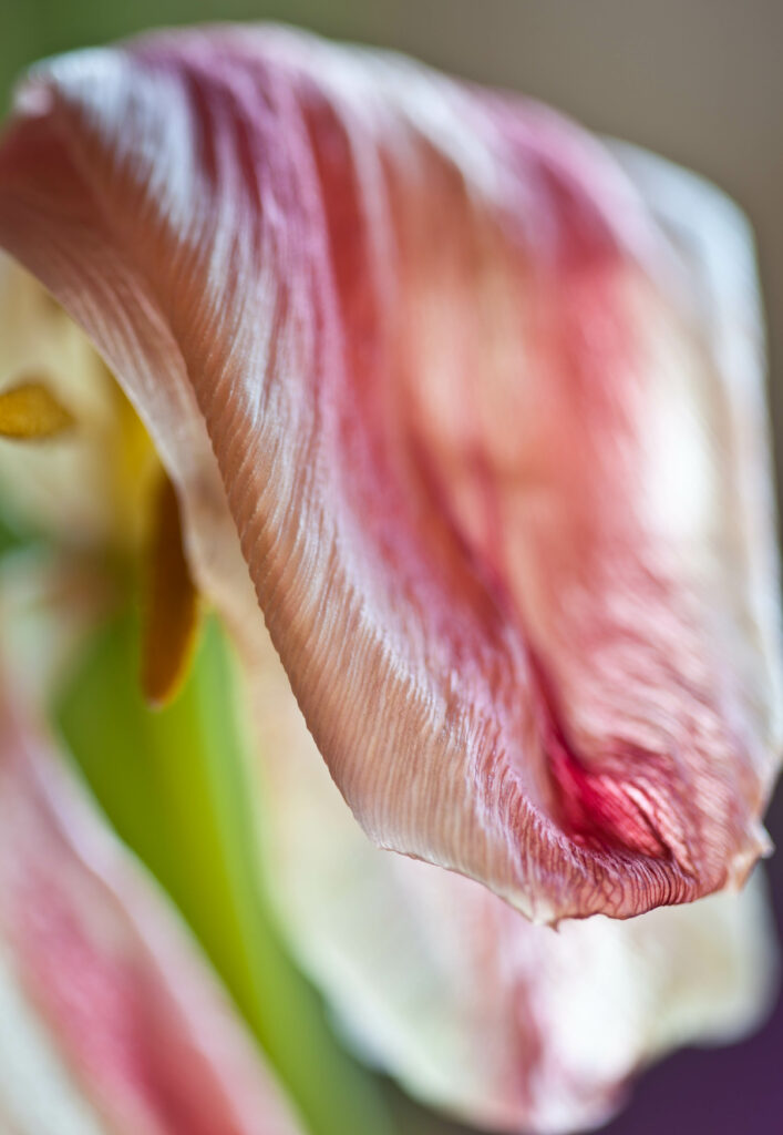 Intricate Pink Flower Petal Macro for Stunning Wallpaper Background