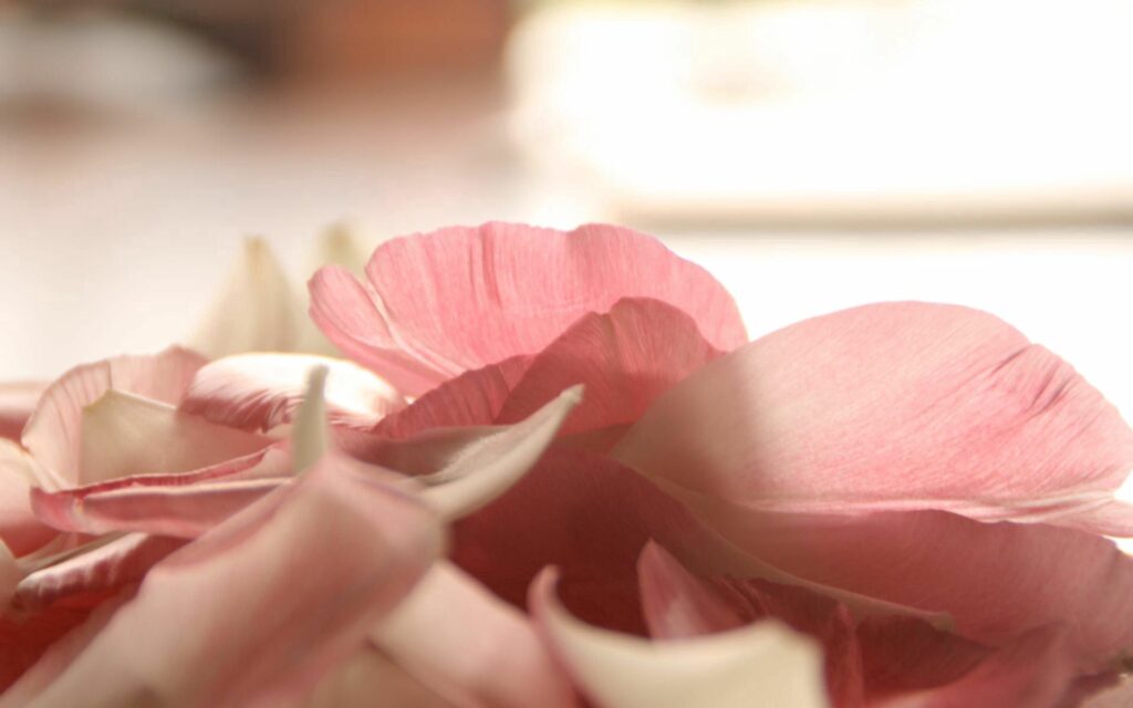 Romantic Pink Flower Petals Wallpaper: Soft Light Background