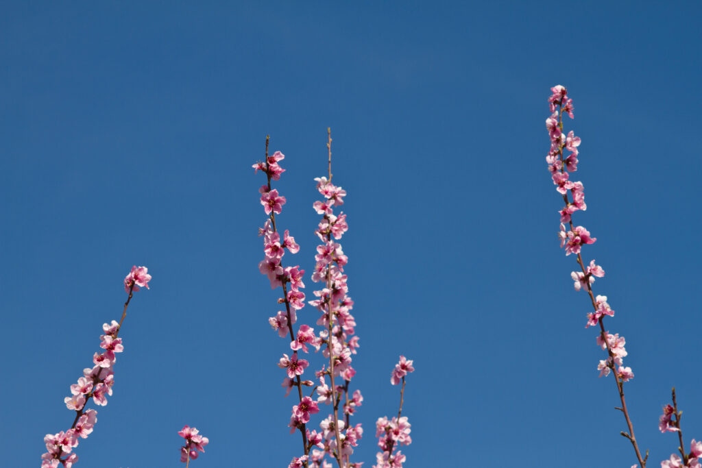 Delicate Pink Flower Wallpaper Against Clear Blue Sky - Spring Beauty