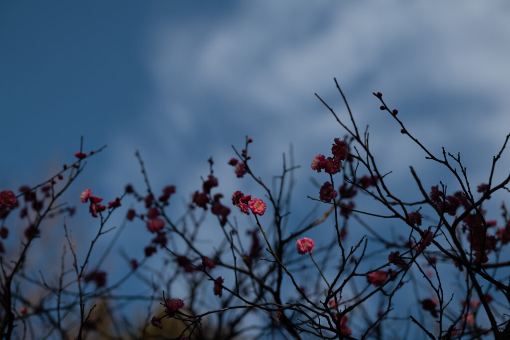 Delicate Pink Flower Wallpaper: Serene Blue Sky Background