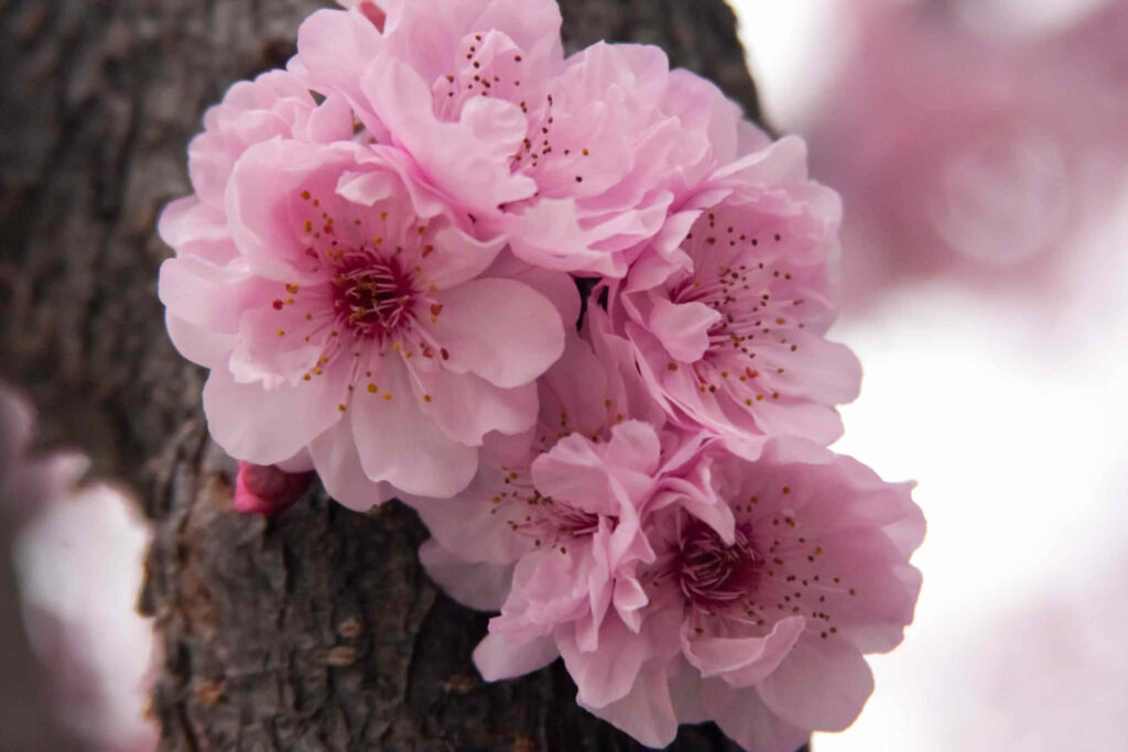 Serene Pink Flower Wallpaper on Textured Tree Bark Background
