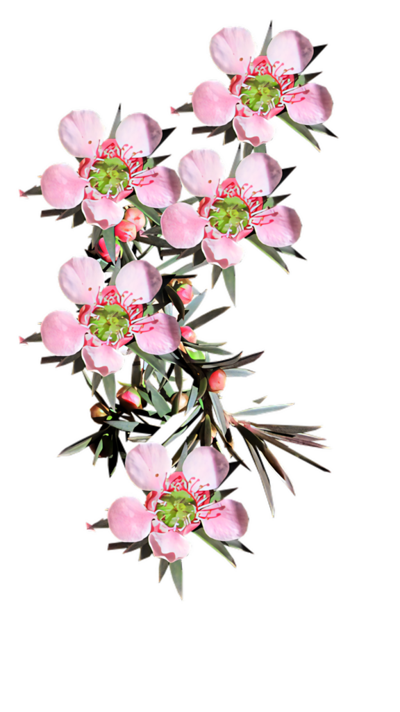 Delicate Pink Blossoms Wallpaper - Fresh Floral Background Design