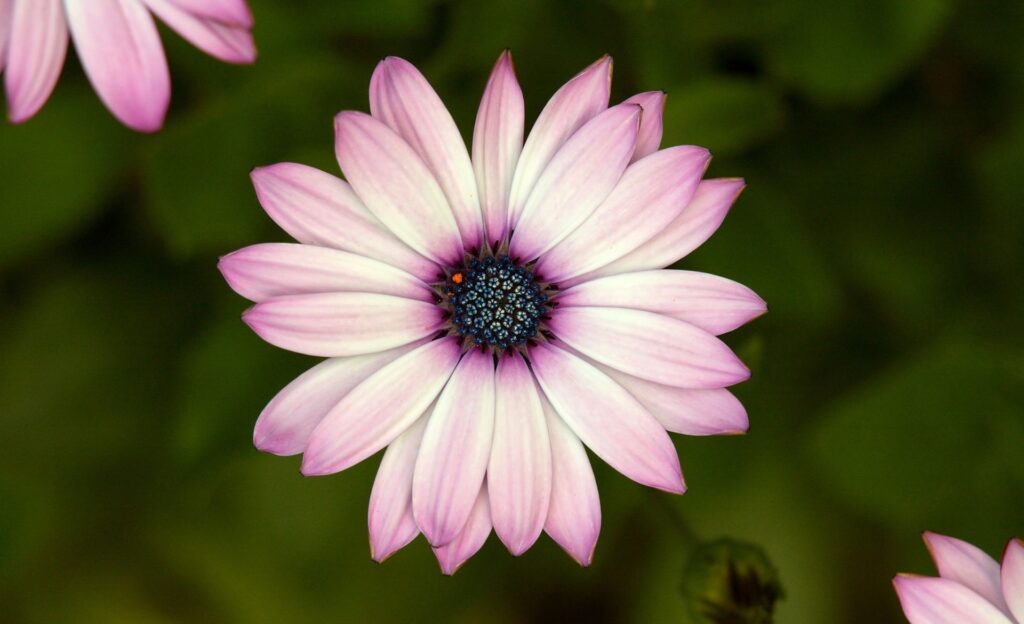 Delicate Pink Flower Close-Up Wallpaper on Soft Green Background
