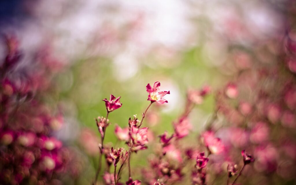 Dreamy Pink Flower Wallpaper: Serene Nature Background Design