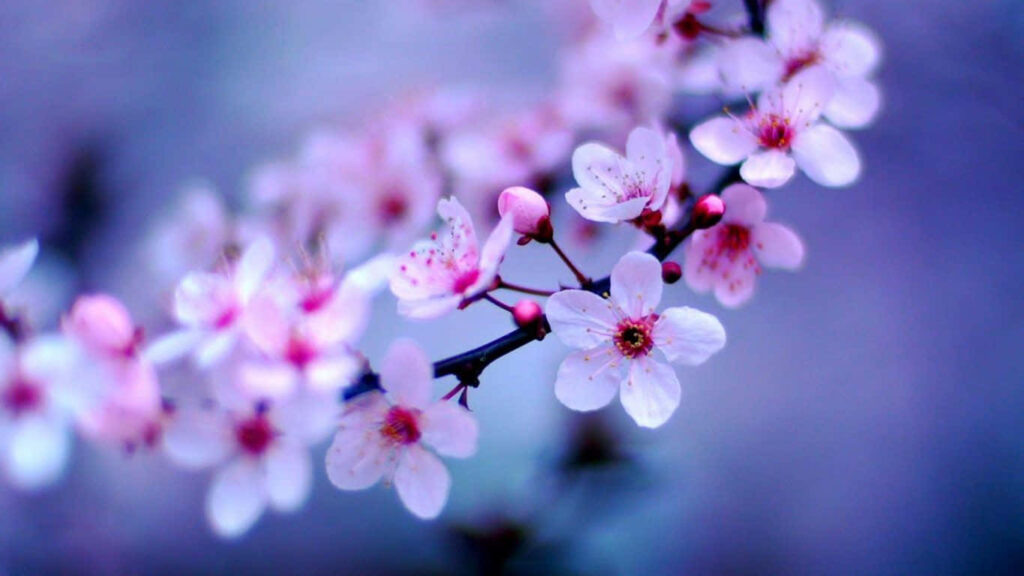 Delicate Pink Flower Wallpaper: Elegant Nature in Soft Focus