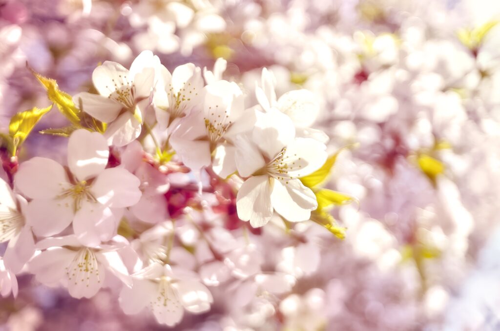 Delicate Pink Flowers Wallpaper: Serene Spring Background