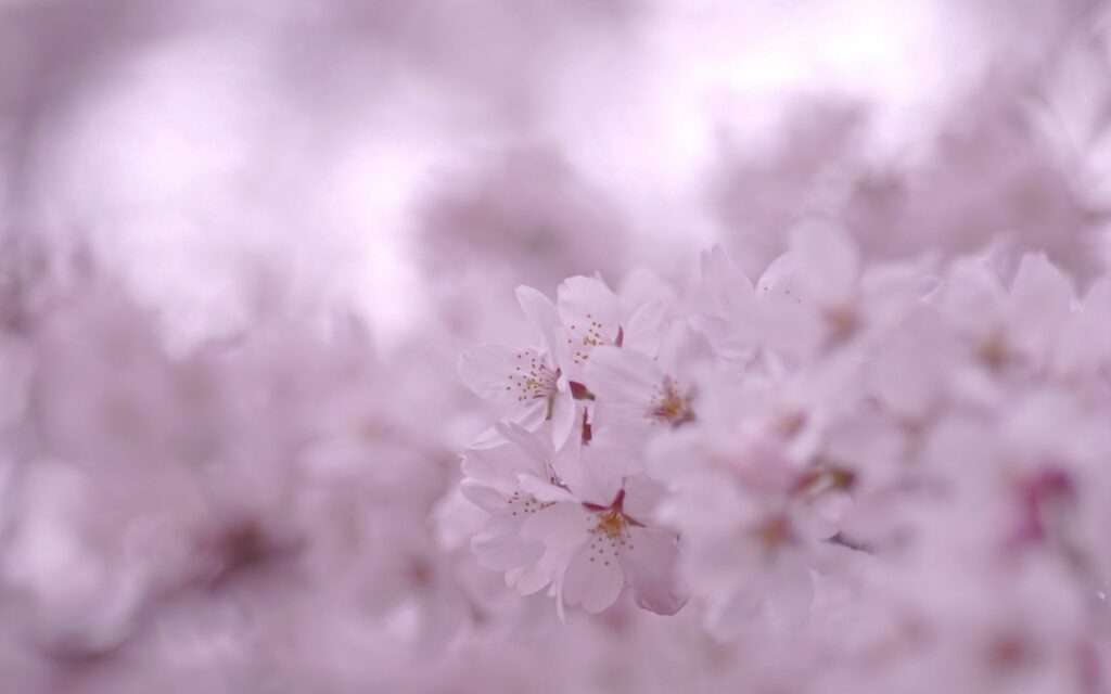 Delicate Pink Flowers Wallpaper: Embrace Spring's Serene Atmosphere