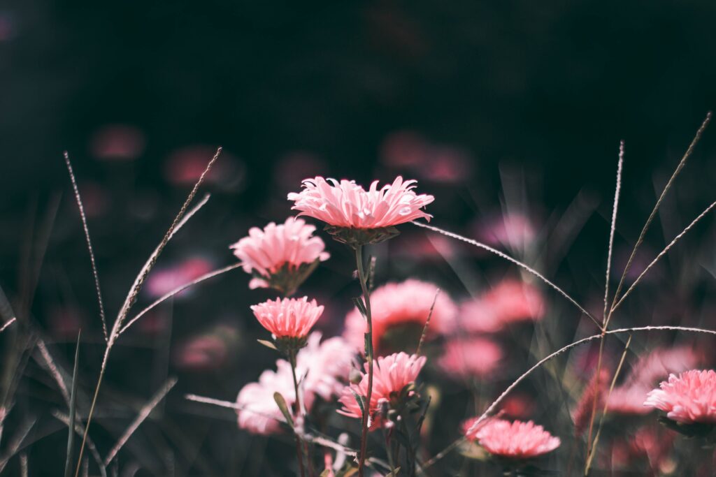 Serene Pink Flower Wallpaper: High-Res Dreamy Background Image