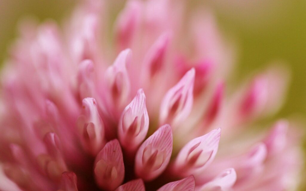 Delicate Pink Flower Wallpaper: Close-Up with Intricate Details