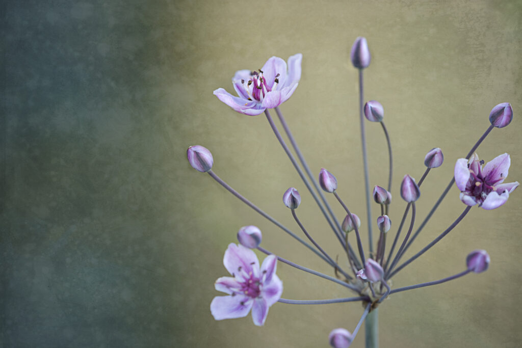 Delicate Pink Flower Macro Wallpaper - Serene Floral Background