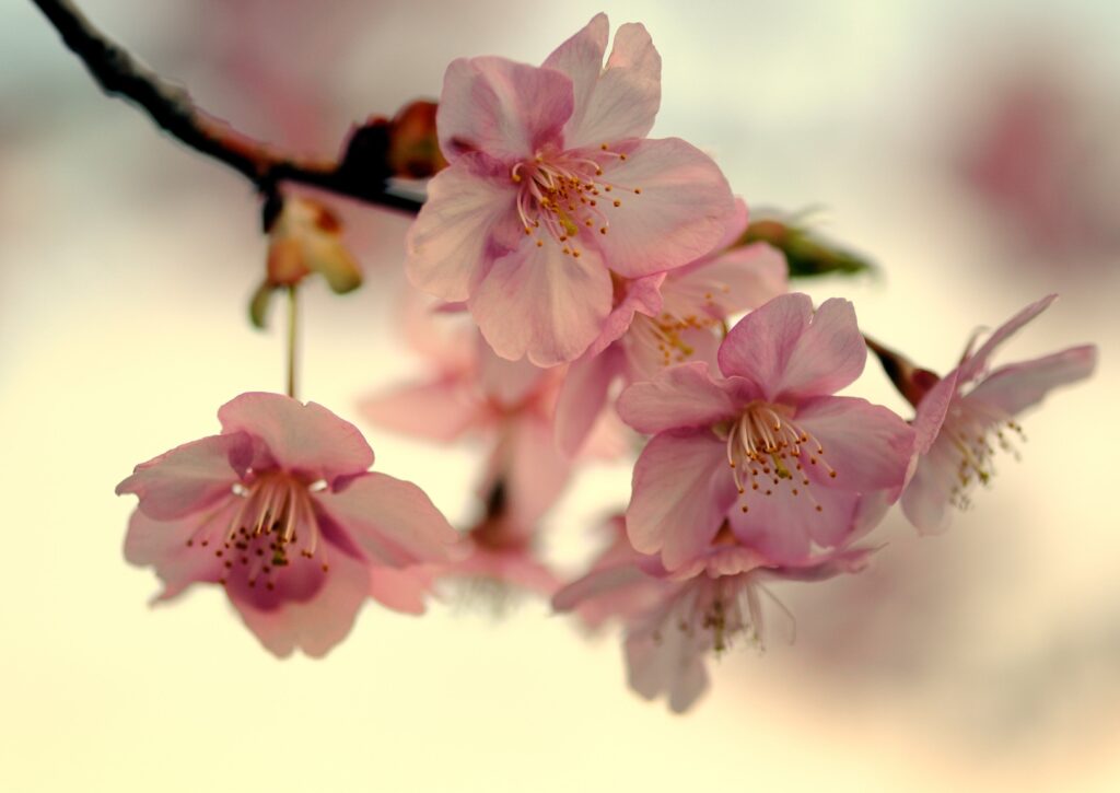 Delicate Pink Flowers Wallpaper: Serene Blooming Nature Background