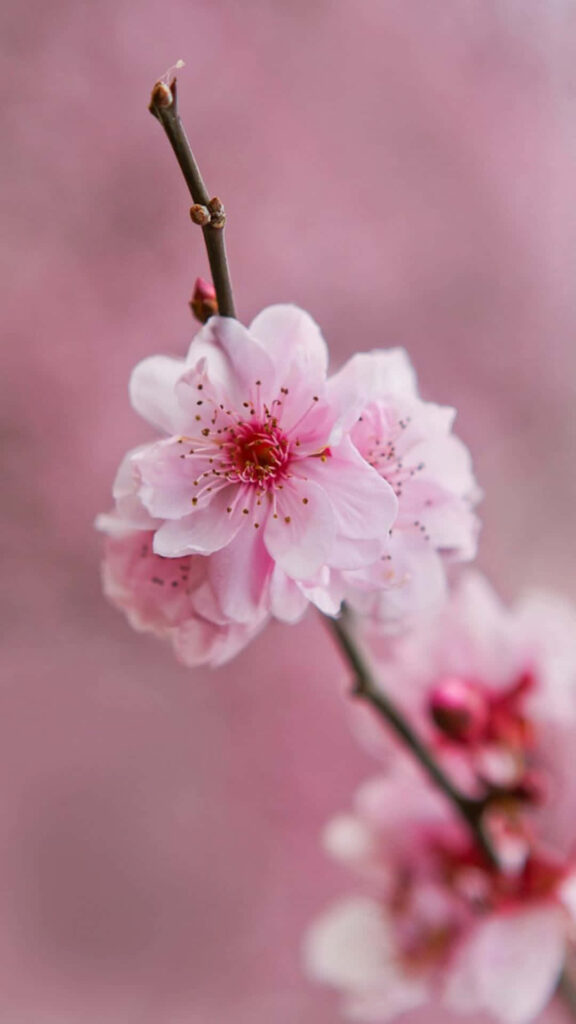 Delicate Pink Flower Blossom on Soft Serenity Wallpaper