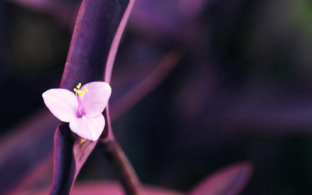 Serene Pink Flower Wallpaper: Soft Petals & Yellow Stamens