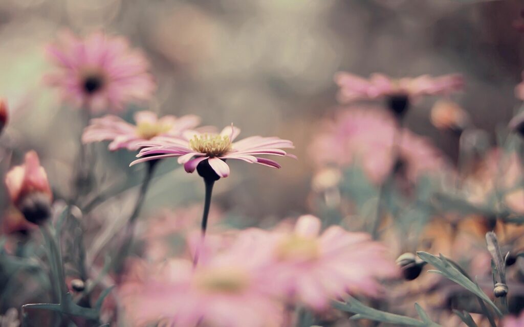 Serene Pink Flower Wallpaper Background with Lush Green Foliage
