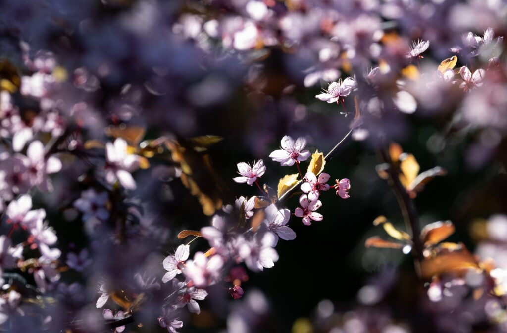 Delicate Pink Flowers in Bloom - Spring Nature Wallpaper Background