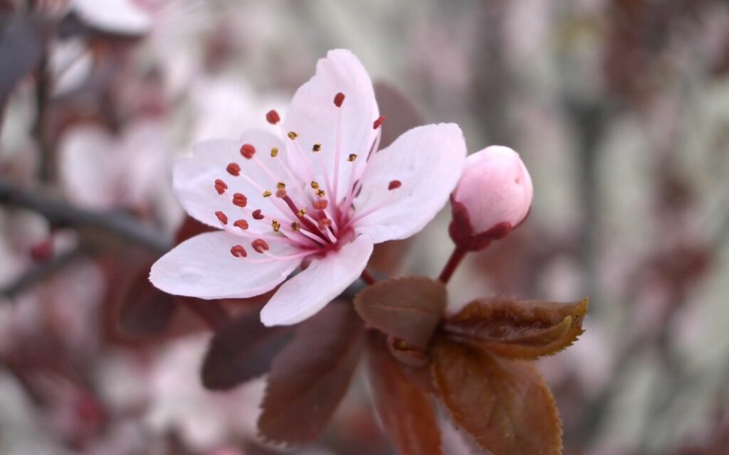 Serene Pink Flower Wallpaper Background in Springtime Ambiance