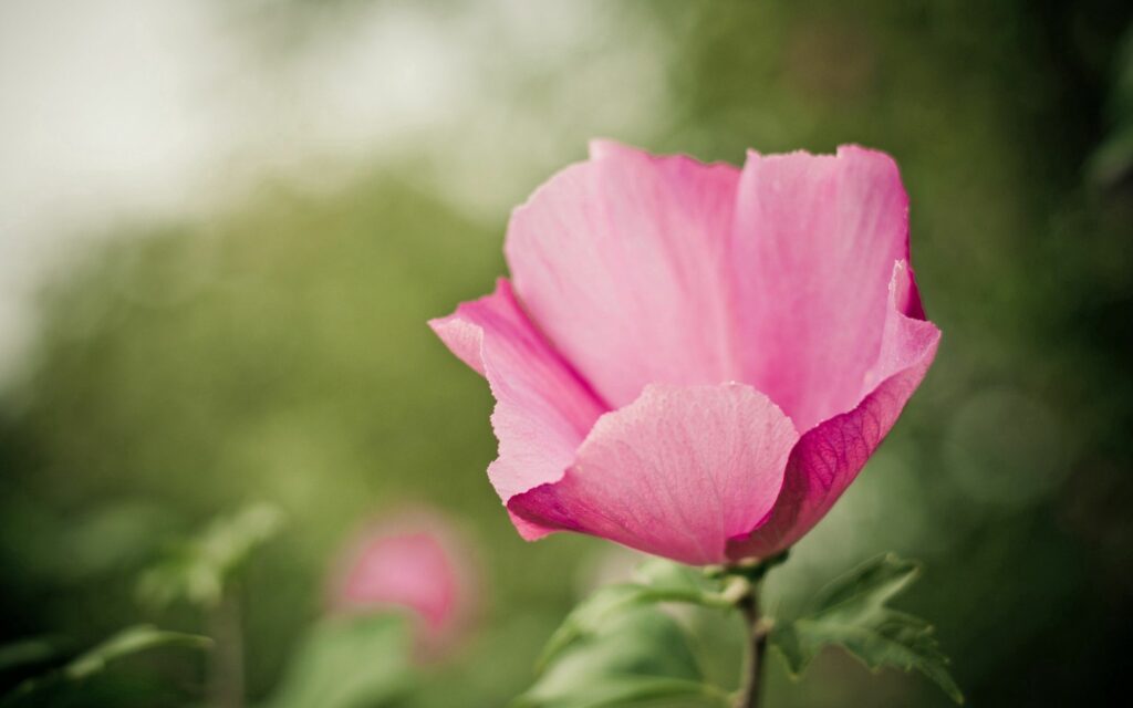 Delicate Pink Flower Wallpaper: Graceful Blooms on Soft Green