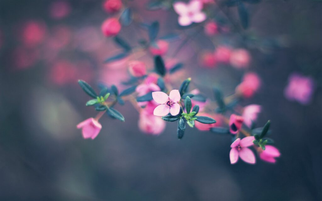 Enchanting Pink Flower Wallpaper: Soft, Serene Background Design