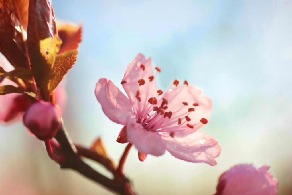 Delicate Pink Flower Wallpaper - Spring Bloom on Soft Background