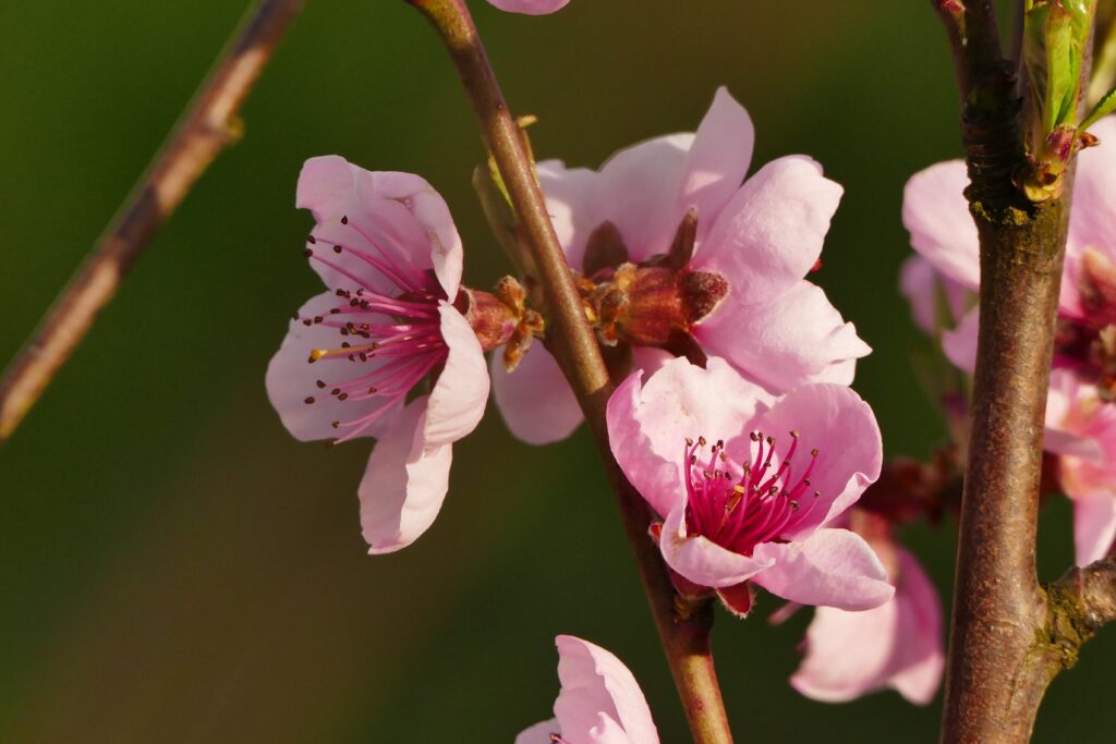 Delicate Pink Flowers in Bloom - Spring Background Wallpaper