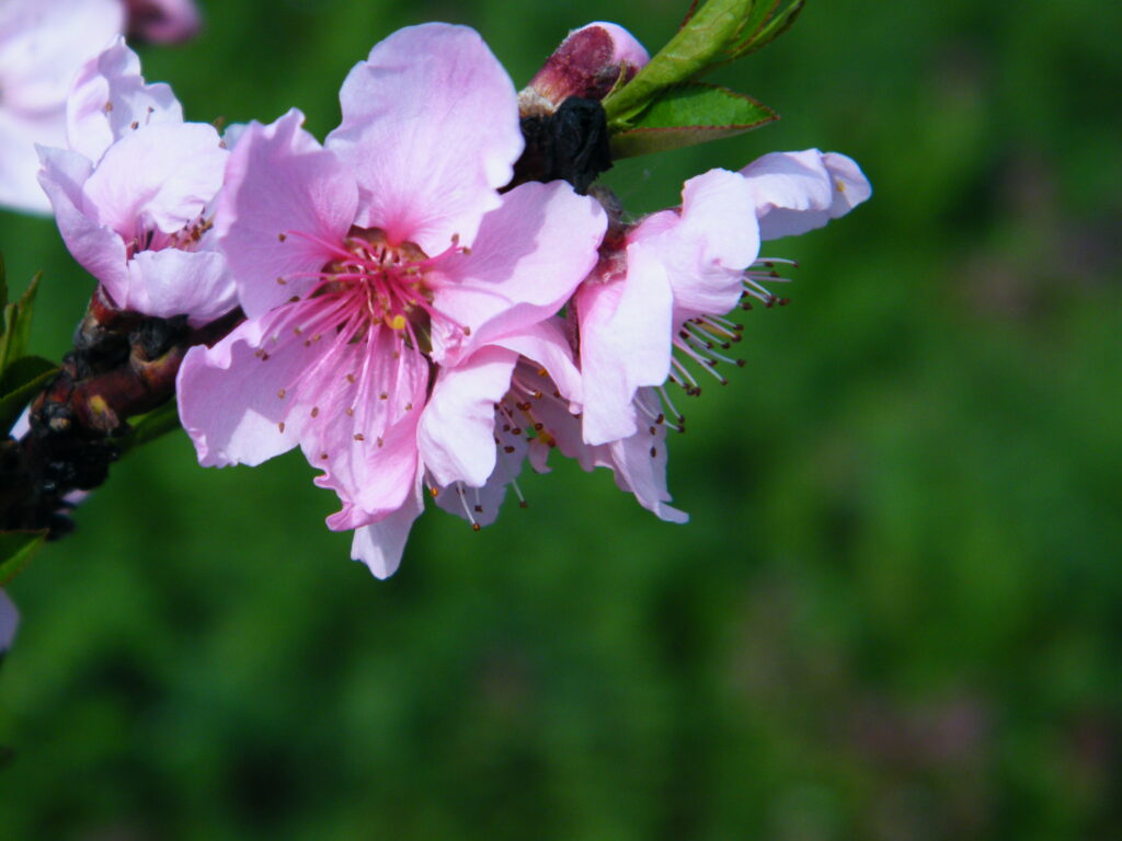 Vibrant Pink Flowers Wallpaper: Spring's Blooming Beauty