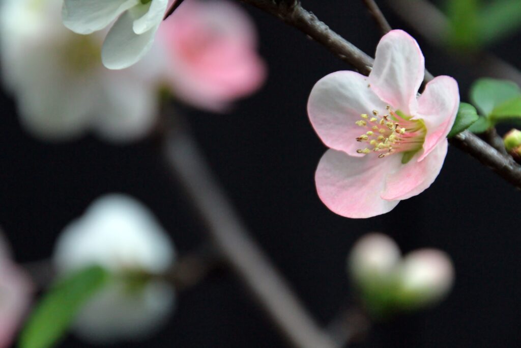 Delicate Pink Flower Wallpaper: Springtime Elegance on Dark Background