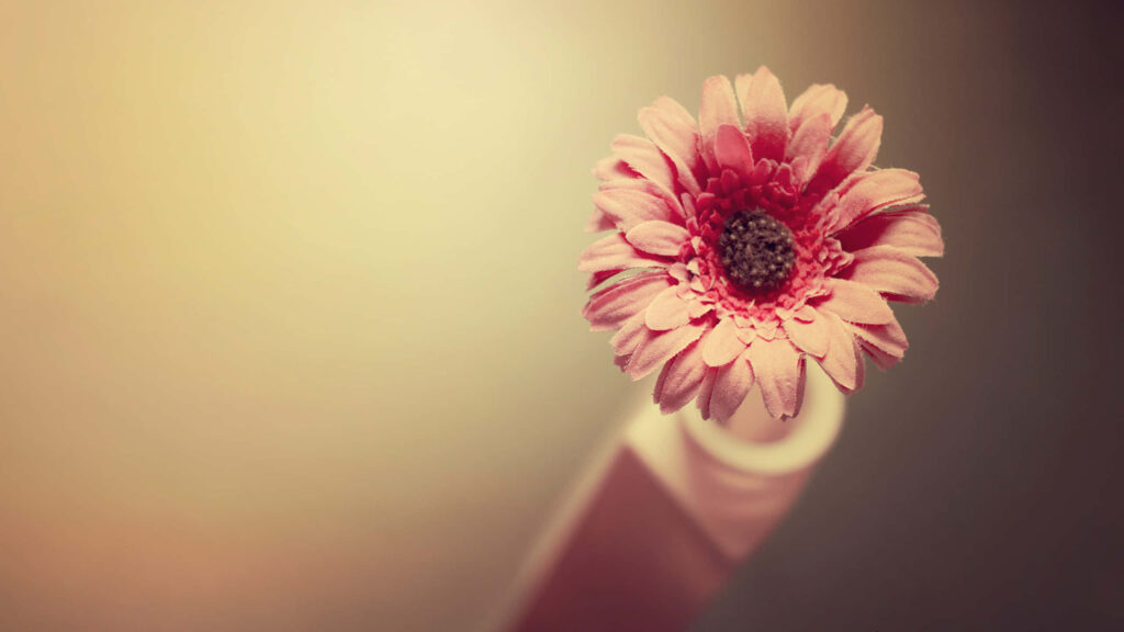 Elegant Pink Flower in Vase – Soft Warm Background Wallpaper