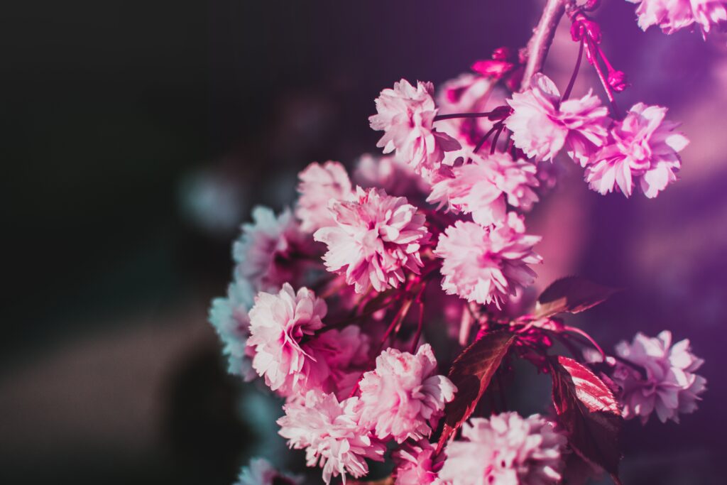 Delicate Pink Flower Wallpaper on Soft Blurred Background