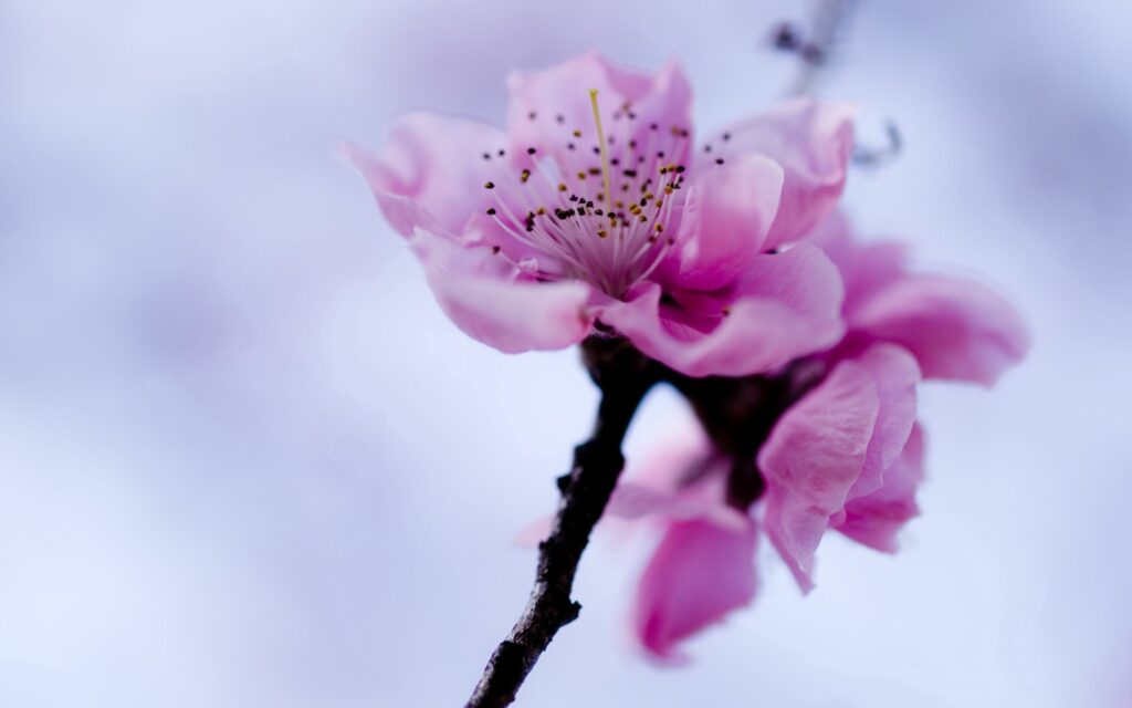 Delicate Pink Flower Wallpaper - Vibrant Spring Beauty Background