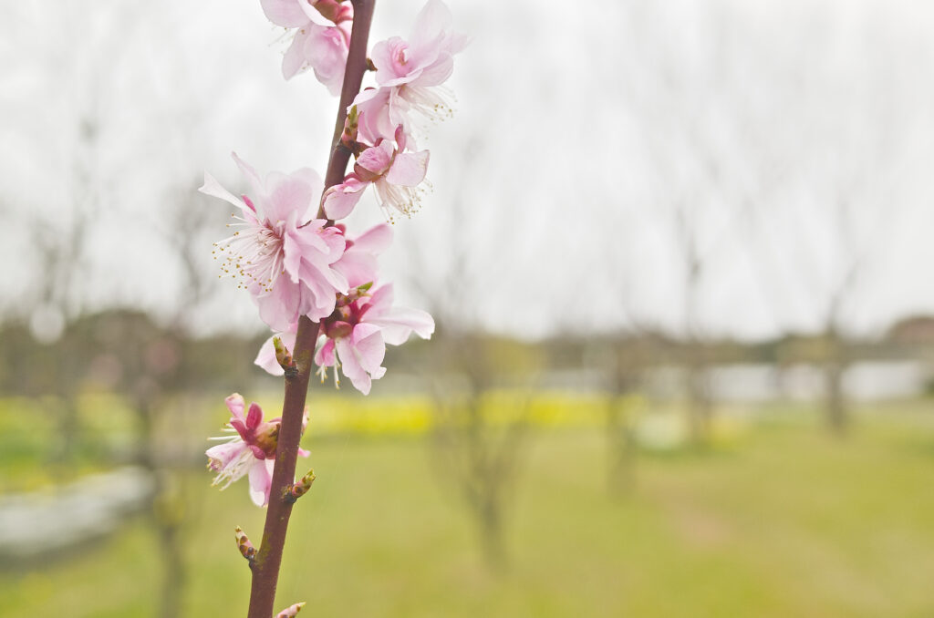 Delicate Pink Blossoms Wallpaper: Spring's Vibrant Essence