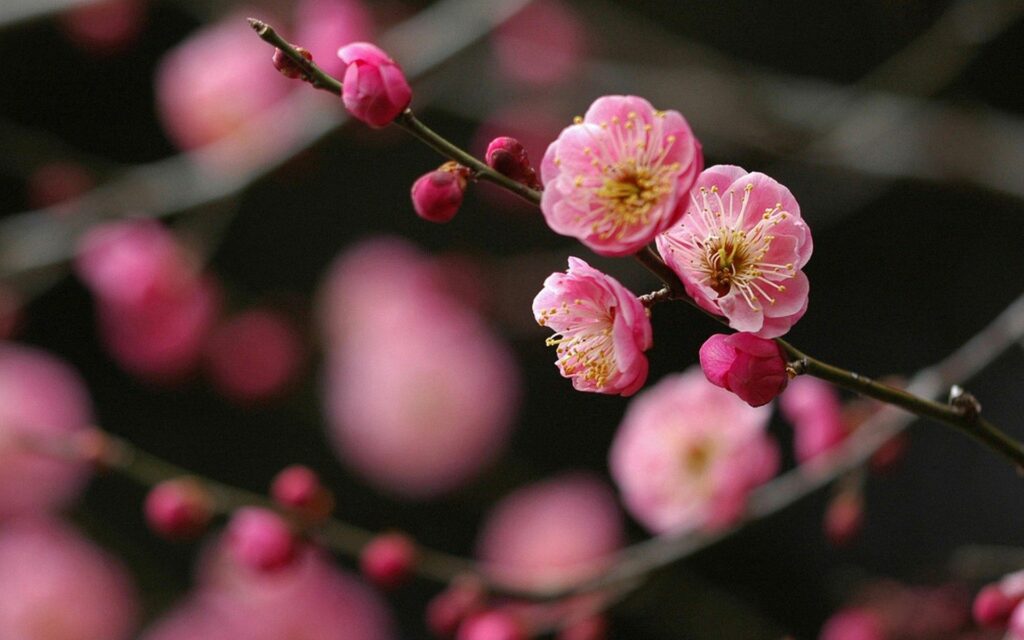 Spring Blossom Wallpaper: Delicate Pink Flowers on Thin Branches
