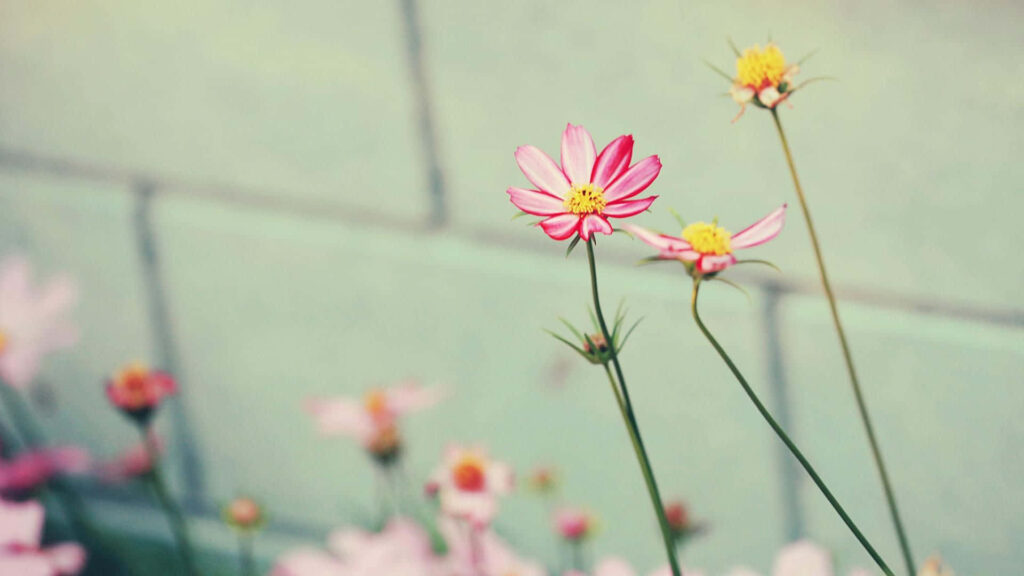 Serene Pink Flowers Wallpaper - Soft Muted Background Design