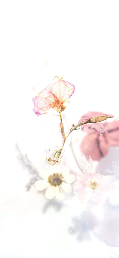 Delicate Pink Flower in Serene Translucent Water - Ethereal Wallpaper