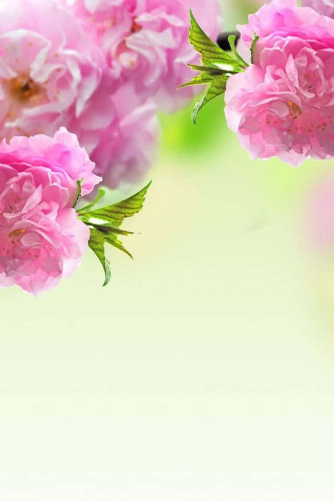 Delicate Pink Flower Wallpaper on Soft Green Background