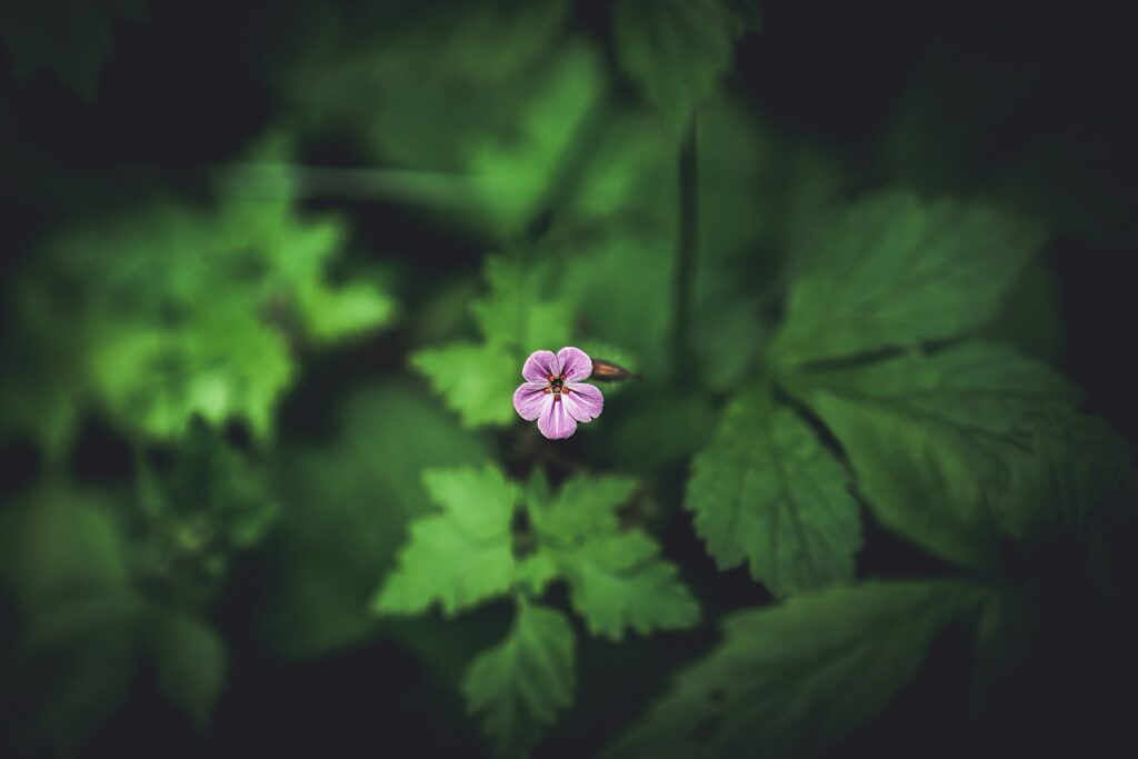 Delicate Pink Flower Wallpaper with Lush Green Leaves Background