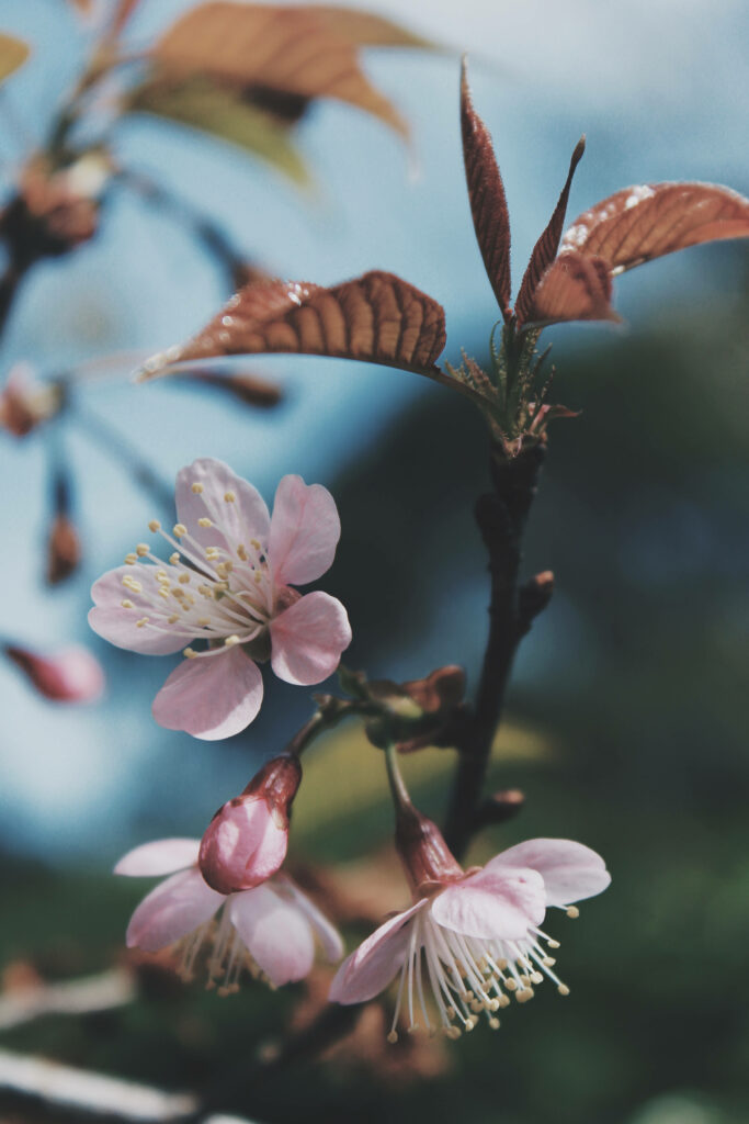 Delicate Pink Flower Wallpaper on Branch with Blurred Natural Background