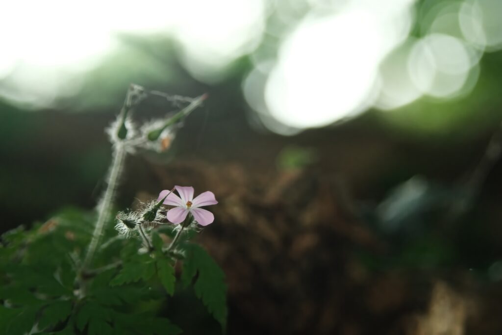 Delicate Pink Flower Wallpaper with Blurred Natural Background